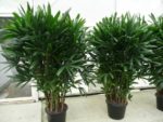 7 sai lầm khi chăm sóc tóc khiến tóc gãy rụng nhiều hơn và biện pháp khắc phục