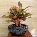 Nệm Đồng Phú: Lựa chọn con đường xây dựng thương hiệu có chiều sâu