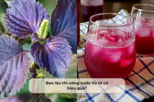 Bao lâu thì uống nước tía tô có hiệu quả