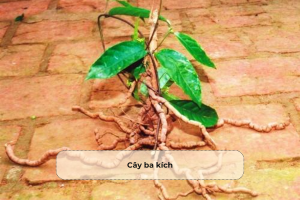 Cây ba kích