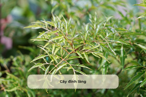 Cây đinh lăng