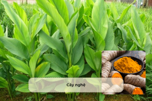 Cây nghệ