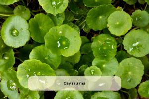 Cây rau má