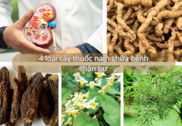 4 loại cây thuốc nam chữa bệnh thận hư