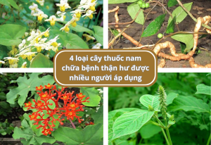 4 loại cây thuốc nam chữa bệnh thận hư được nhiều người áp dụng