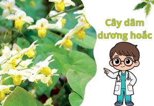 Cây dâm dương hoắc