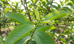 mach-ban-bai-thuoc-dan-gian-chua-tieu-chay (2) mach-ban-bai-thuoc-dan-gian-chua-tieu-chay (2)