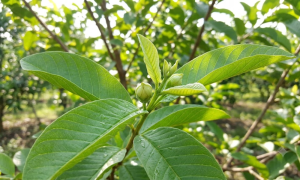 Lá ổi, đặc biệt búp ổi non, là nguyên liệu phổ biến nhất trong các bài thuốc dân gian chữa tiêu chảy.